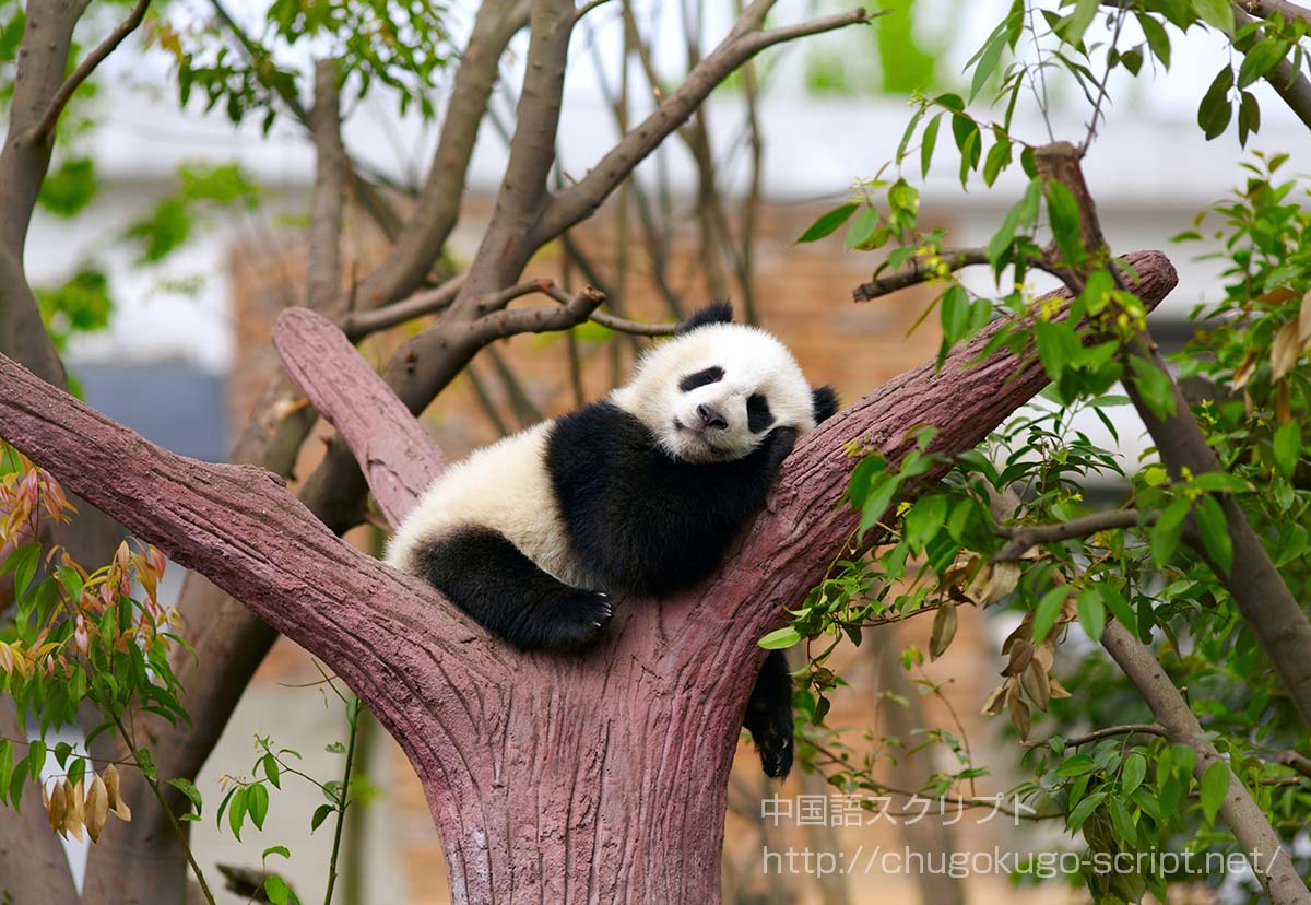パンダは中国語で熊猫 元々は猫熊 中国のパンダ事情