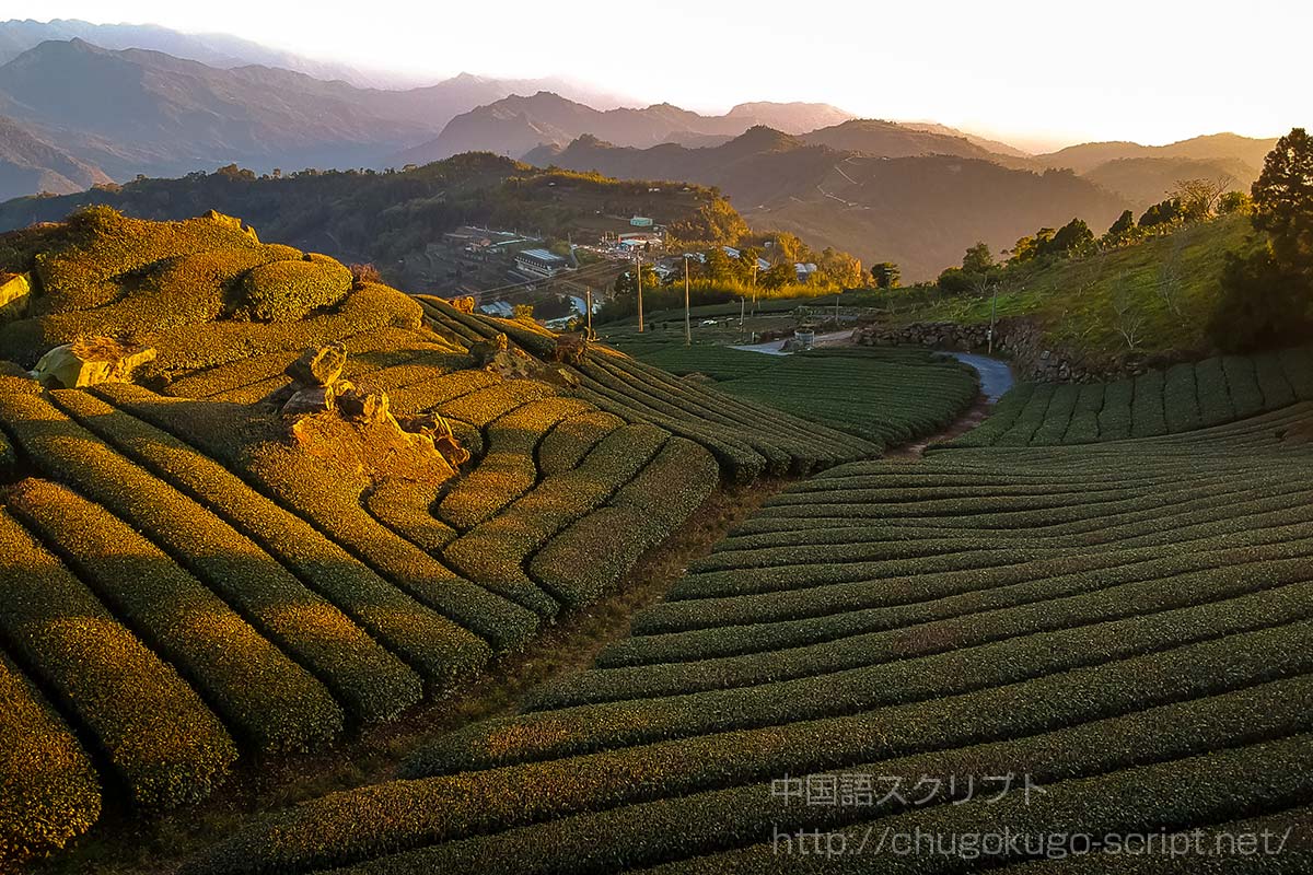 阿里山茶（阿里山烏龍茶・高山茶）の【特徴・味・阿里山などを解説】