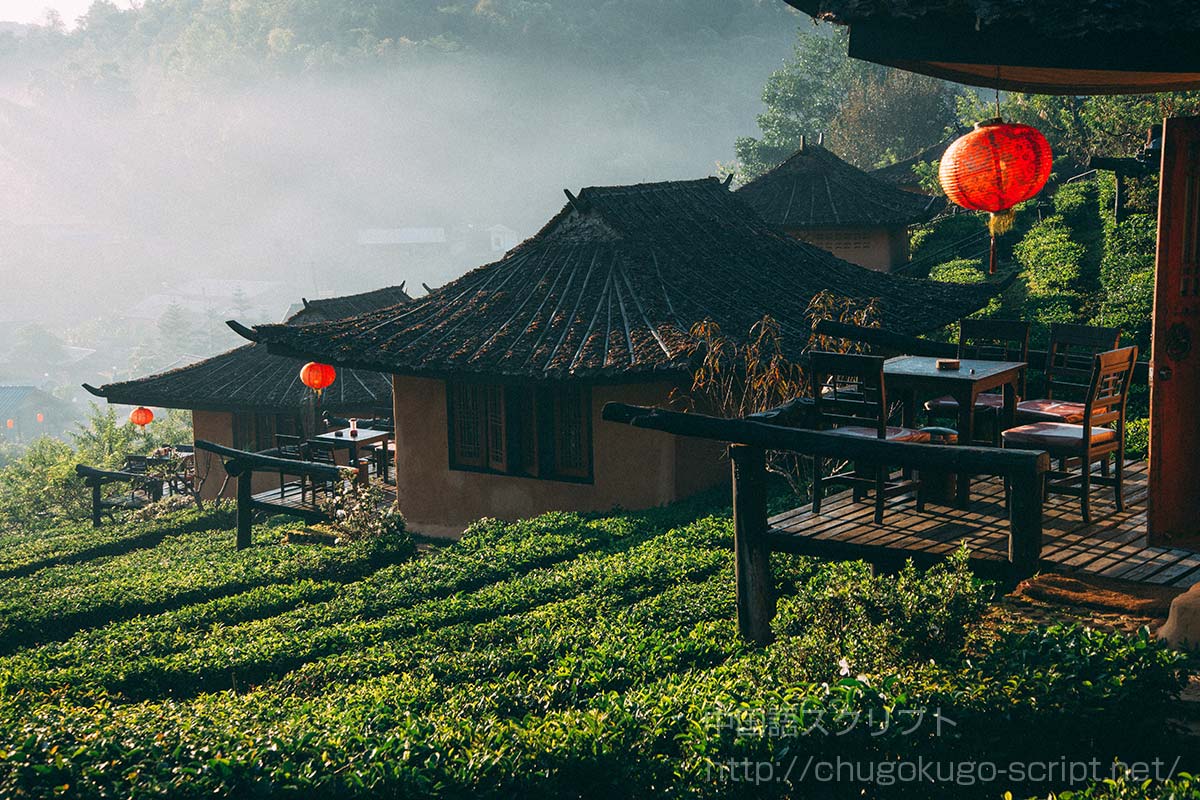 中国の茶園